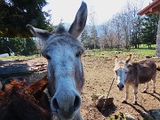 69 Salutiamo i bravi asinelli